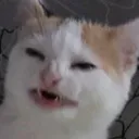 CatConfused