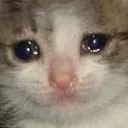 CatCrying CatCrying