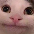 c_SeriousCat Discord emoji