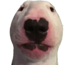 walterDog
