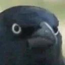 crowofjudgement Discord Emoji