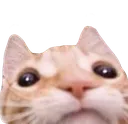 goodcat