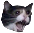 sad_cat_2 sad_cat_2