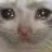 dxpressedcat