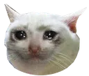 sadcat