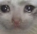sniff sniff