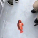 :dafish: Discord Emote