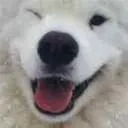 winkBOYE winkBOYE