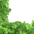 ArkBush