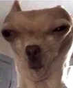 wtf