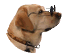:coolboi: Discord Emote