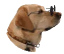 dogcoolboi dogcoolboi