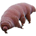cryptobiote