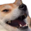 laughdoggo