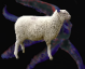 :sheepelder: Discord Emote