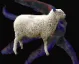 sheepelder sheepelder