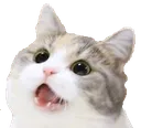happykitty