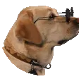 CoolDog CoolDog