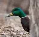 iseeyou2 iseeyou2