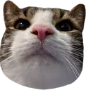 craig_cat craig_cat