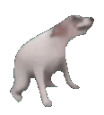 :dogdance: