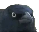 bird_wtf