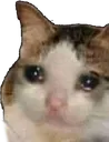 SadCat