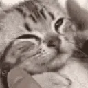 catcute2 catcute2
