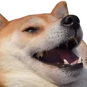 dogekek dogekek