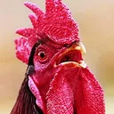 bock bock