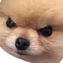angrydoggo