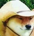 shiba_de_mg