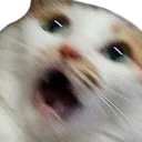 omg