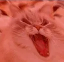 iscreamcat2