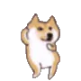 dogedance3