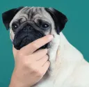 PugThonk
