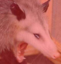 screech