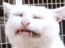 Catastrophe_wah