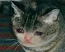 Catastrophe_SadCat