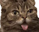 Catastrophe_tongue