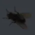 Fly