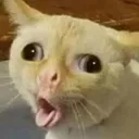 specialcat Discord Emoji