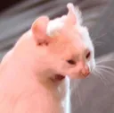 Catastrophe_ScreamingCat Catastrophe_ScreamingCat