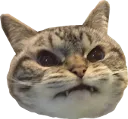 Madcat MadCat Discord Emoji