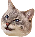 Huhcat huhcat Discord Emoji