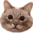 wohcat Discord Emoji