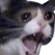 Crycat crycat Discord Emoji