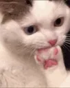Catastrophe_image02