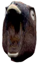 dryoree