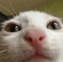 kittyWut2